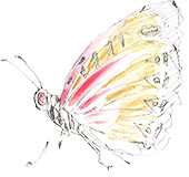 Illustration Papillon