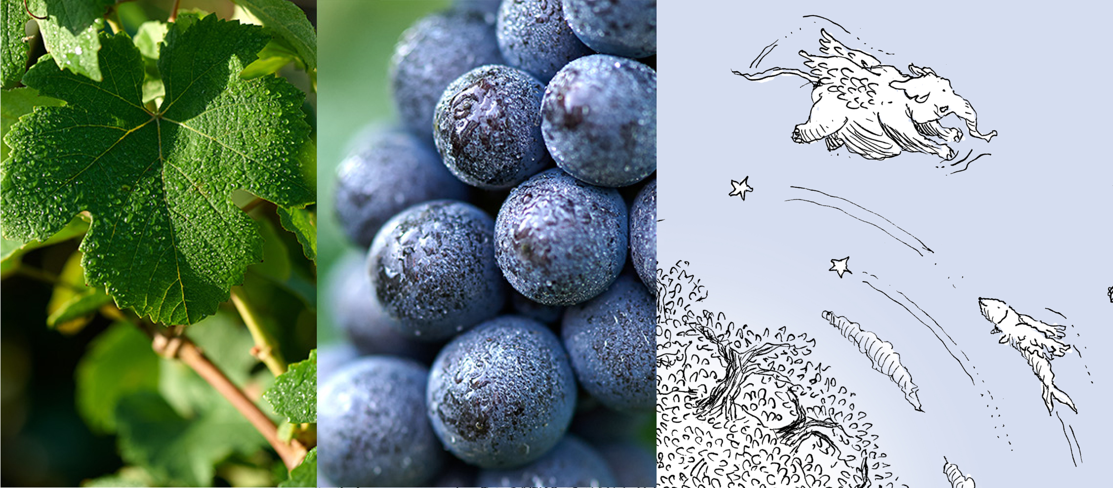 bannière de 3 images : feuille de vigne, baie de raisoin du cépage Meunier et dessin de l'étiquette cuvée Terre d'Irizée