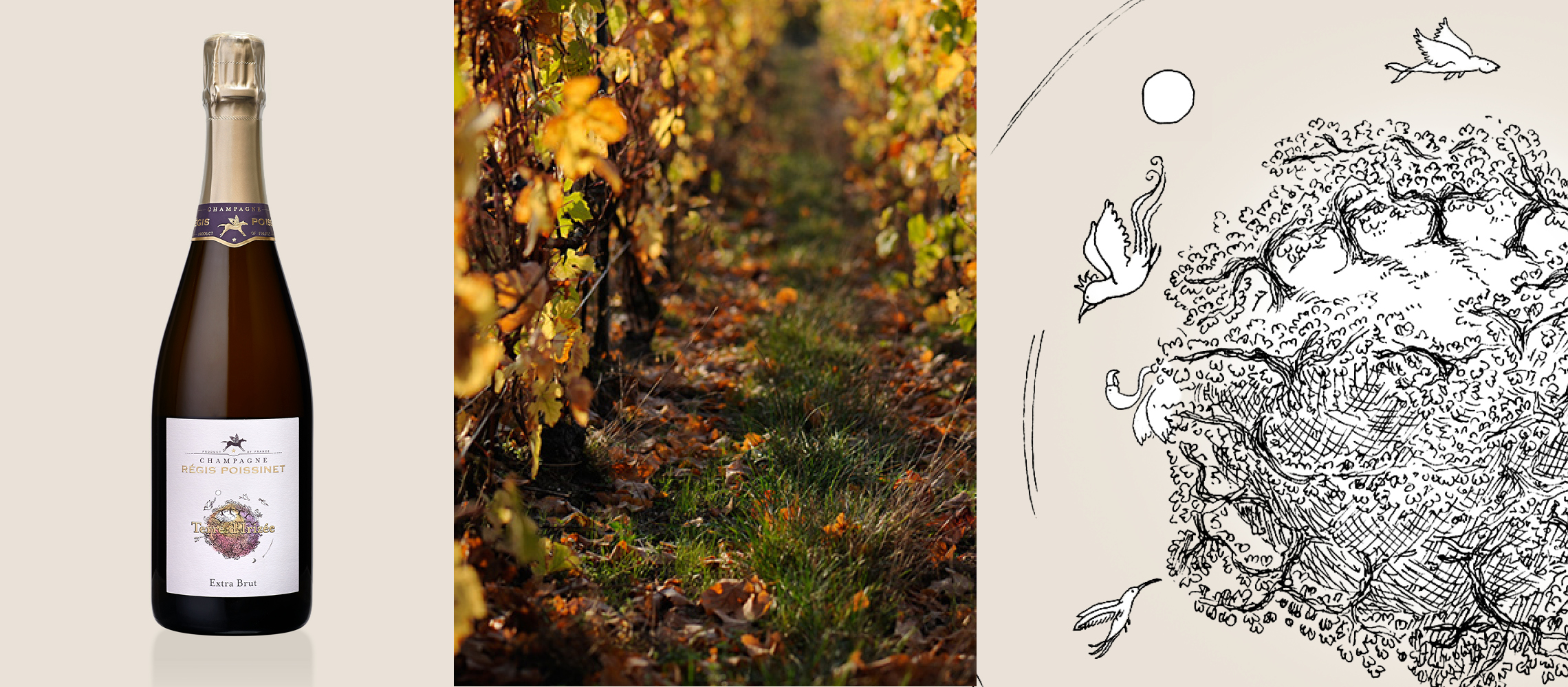 bannière de 3 images : bouteille Terre d'irizée, route de vigne au couleur de l'automne et dessin de l'étiquette de notre cuvée terre d'irizée (lune, oiseau, arbres)