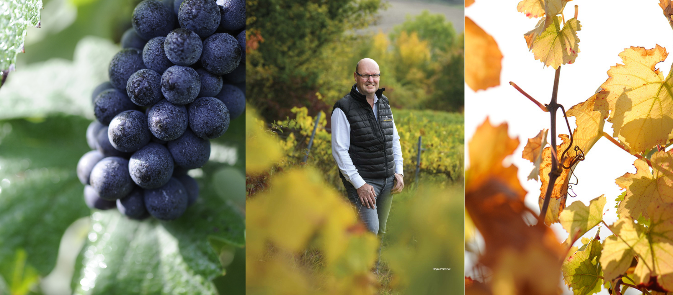 bannière de 3 images : grappe de raisin dans les vignes du cépage meunier, M. POISSINET dans les vignes et feuilles de vignes au couleur de l'automne